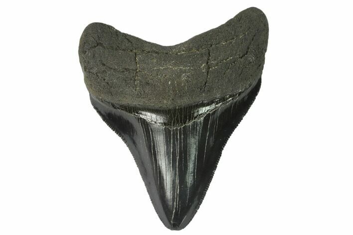 Serrated, Fossil Megalodon Tooth #129982